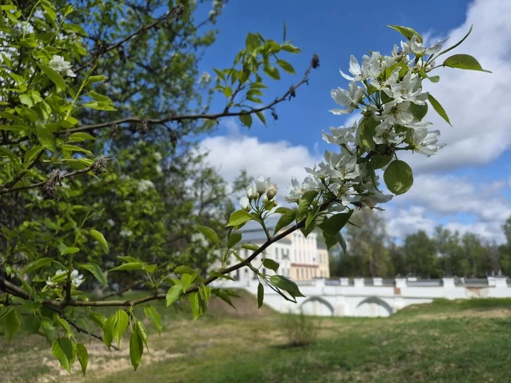 В Угличе есть символ. Несмотря на любую погоду у кремлемского рва к 9 мая зацветает вот эта груша. В