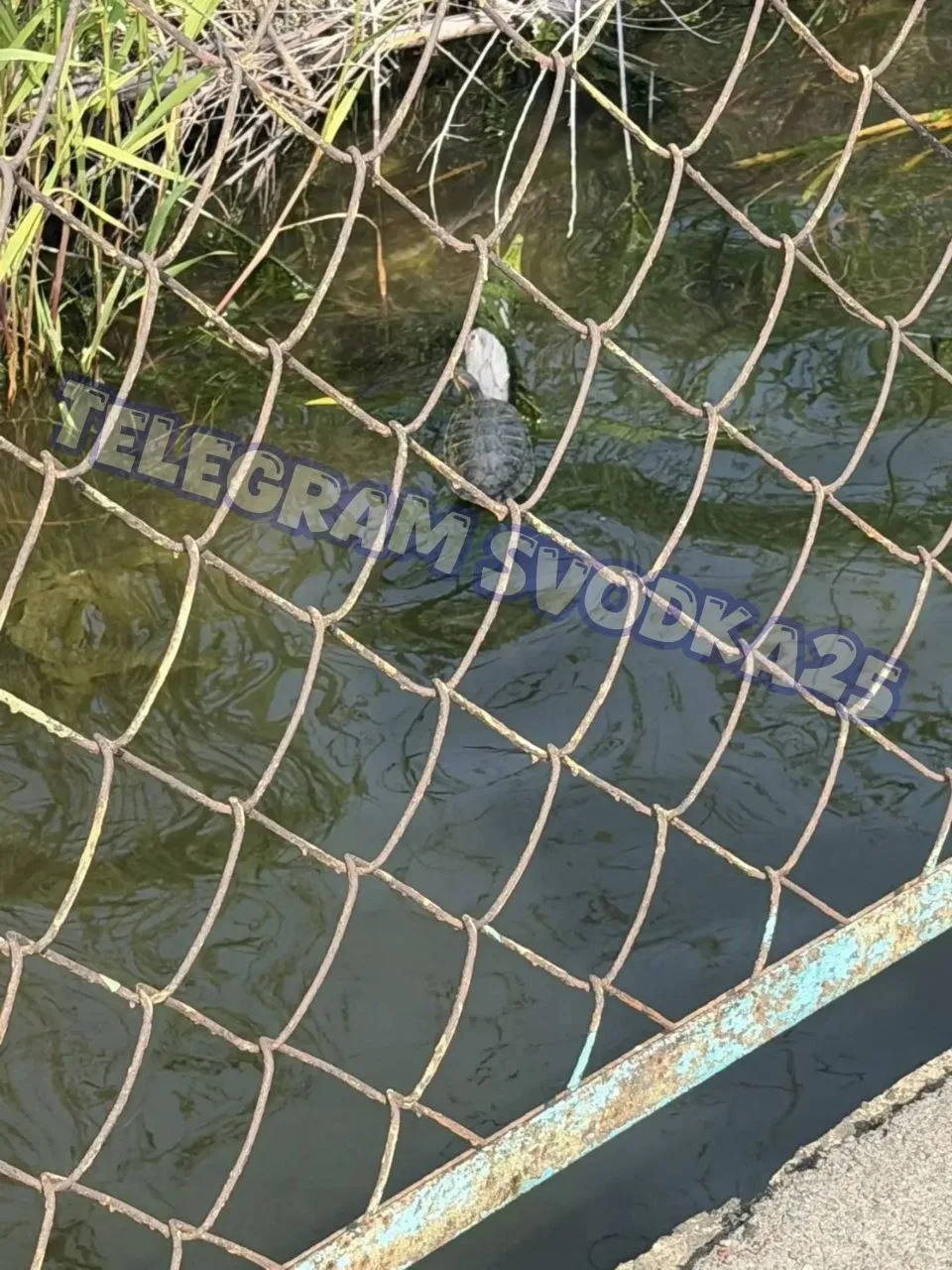🐢Во Владивостоке на озере Чан теперь появились черепашки

В районе озера Чан на Столетии были замеч