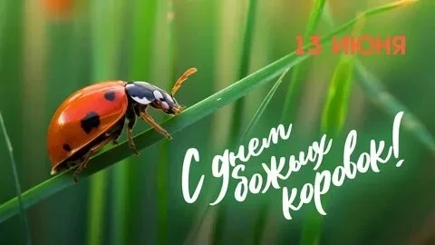 13 июня мы отмечаем удивительный праздник – День божьих коровок! Эти милые насекомые не только радую