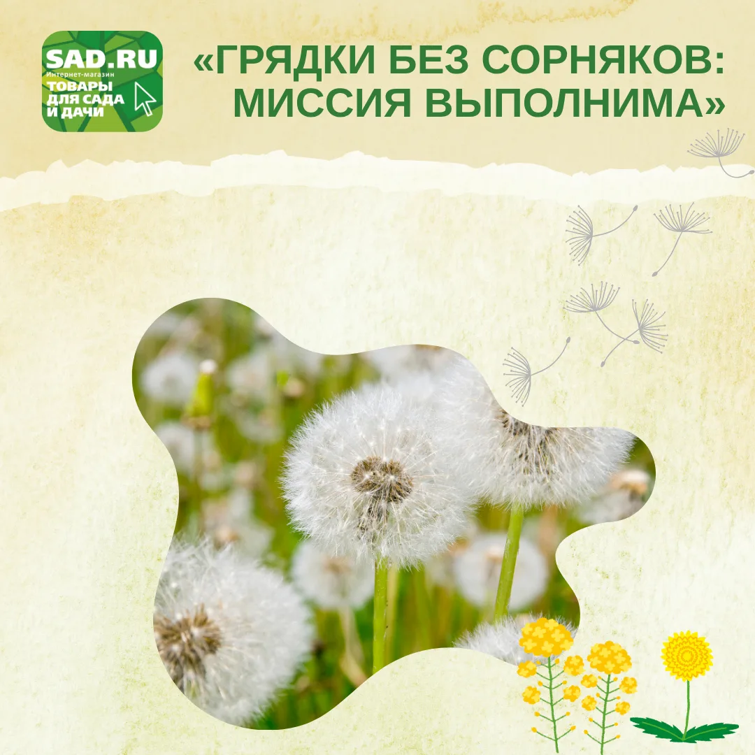 🌿В этом году многие отмечают, что на участке выросло много сорняков, особенно одуванчиков.
Сил и вр