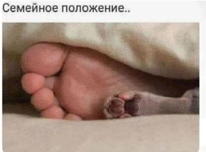 Дайте рыбов!