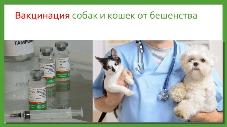 БЕСПЛАТНАЯ ВАКЦИНАЦИЯ!!!
Каждый вторник БЕСПЛАТНО в ГБУ «Кимрской СББЖ» вакцинируют домашних животны