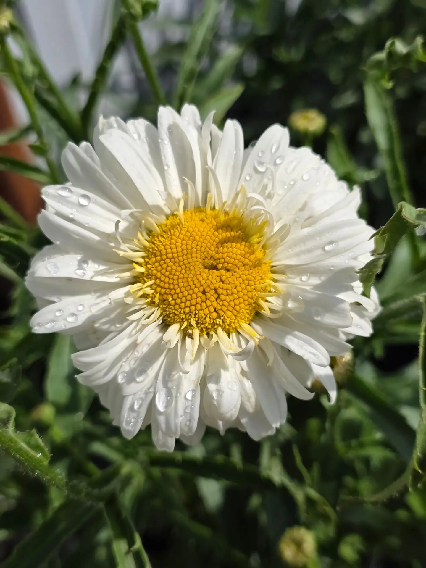 Зацветают нивяники, они же ромашки 🌼

Паладин - высокая, белая, с крупным цветком до 10 см

Голд см
