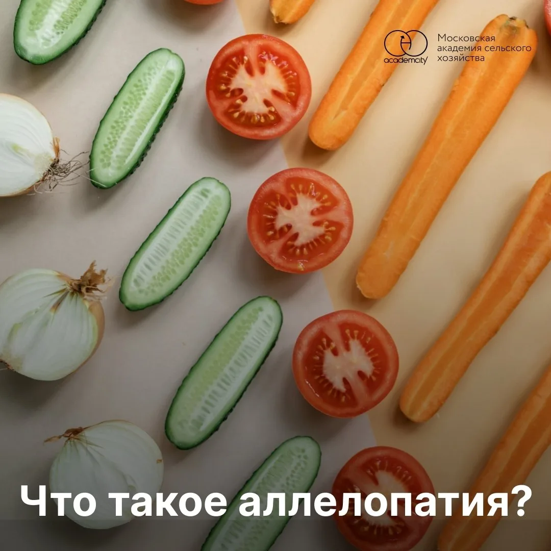 Вы знали, что растения могут "общаться" друг с другом и даже помогать соседям расти лучше? 🧐

Аллел
