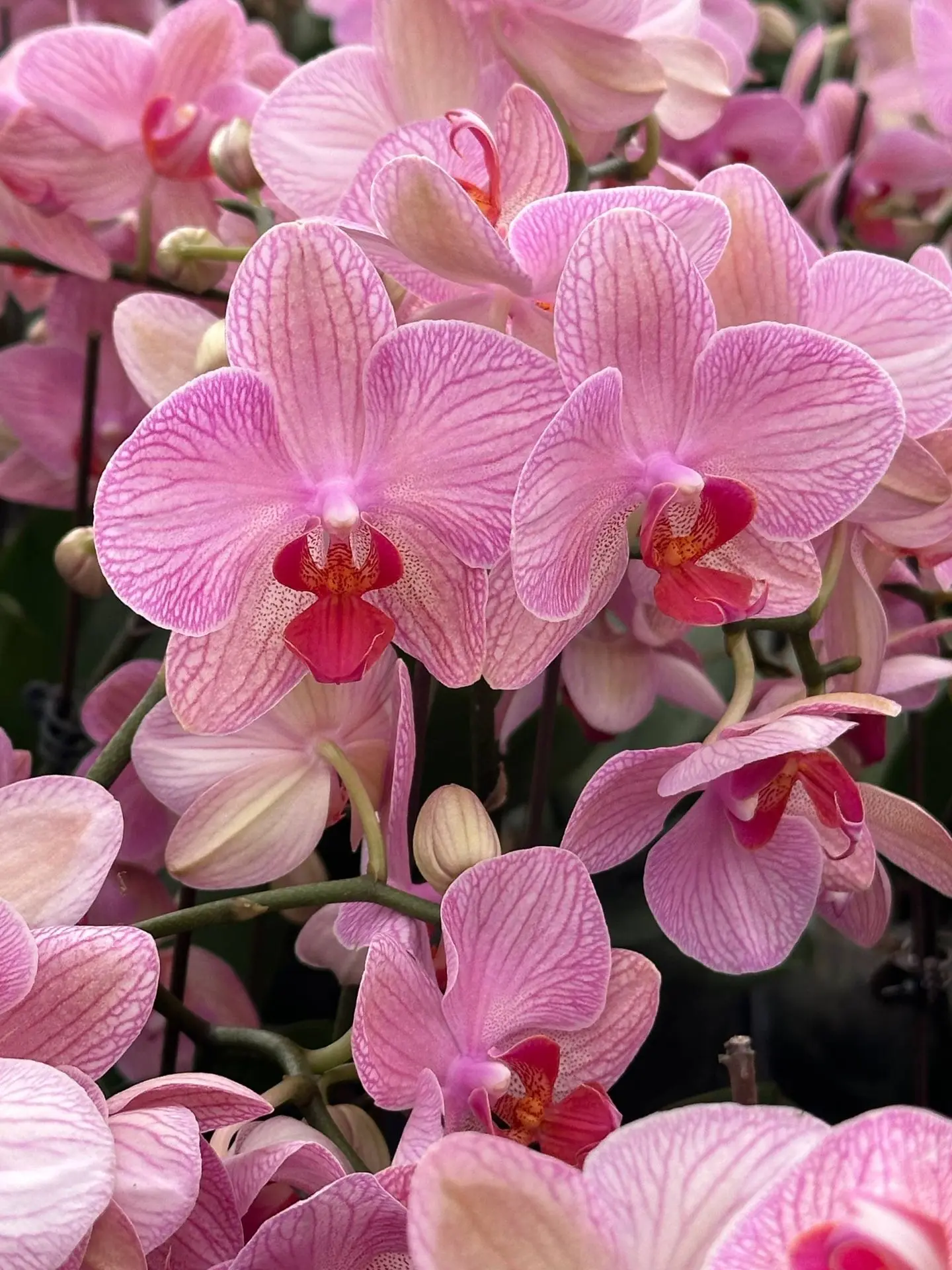 💥💥💥 ВНИМАНИЕ 💥💥💥

 
 
Обзор новой поставки уже в канале ORCHIDS FOR Y💞U в МАХ
Переходите по с