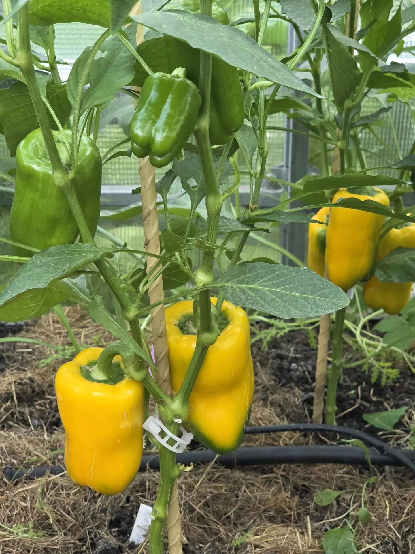 Чем чаще срываешь, тем больше получаешь
🌶🌶🌶
                                                     