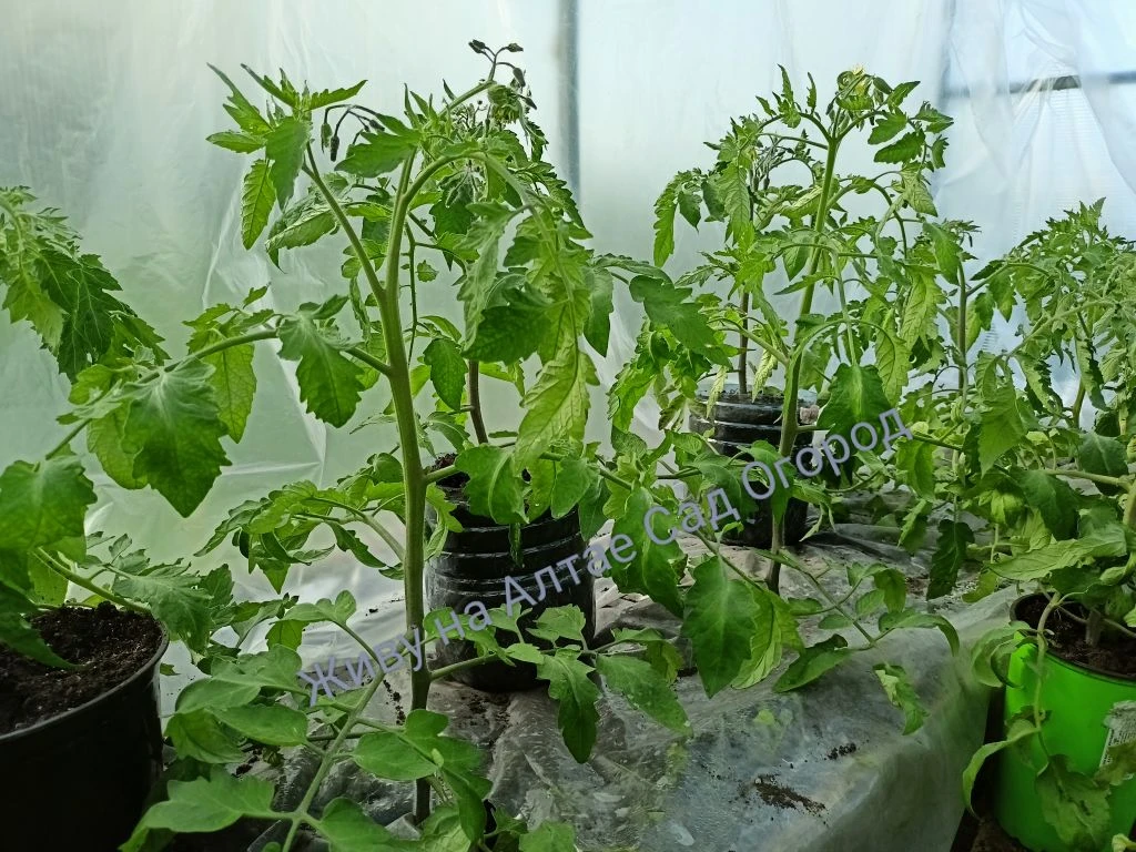 Май продолжает радовать жаркими деньками, вчера +33*, правда ночами  минус 2*.
Сегодня штормовой вет