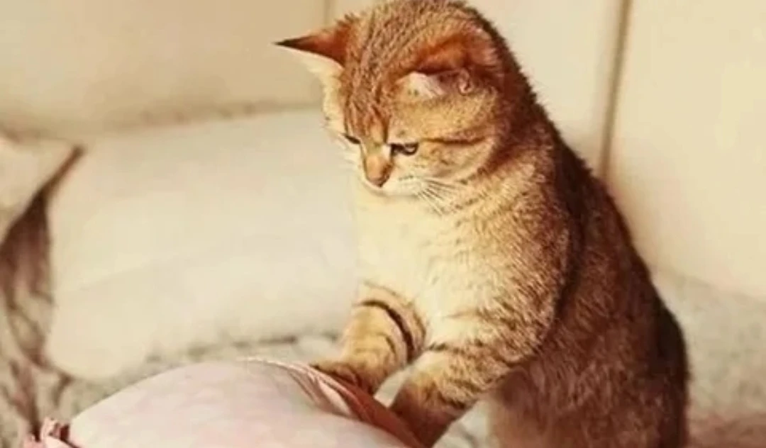 ❓Почему кошка топчет лапками🐾🐾
Разберёмся, какой механизм заложен в основу поведения. Назовём пять
