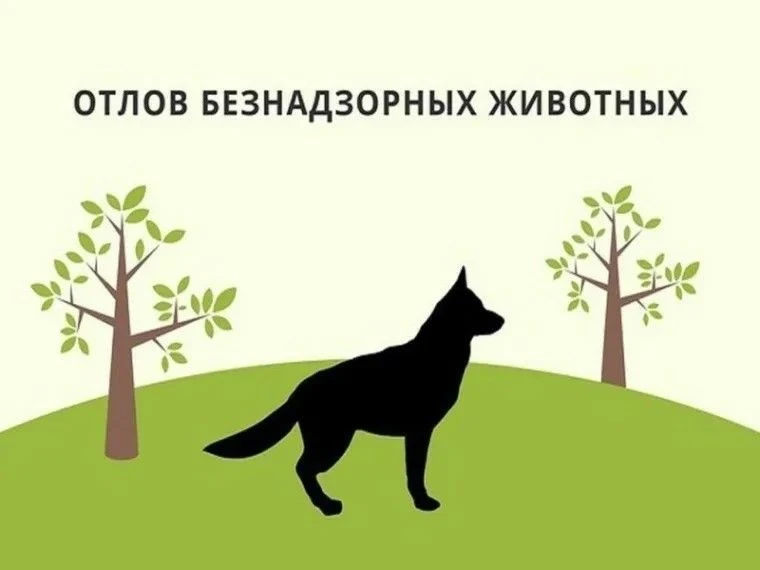 Появление бездомных собак во дворе, возле школы или детской площадки нередко вызывает тревогу у жите