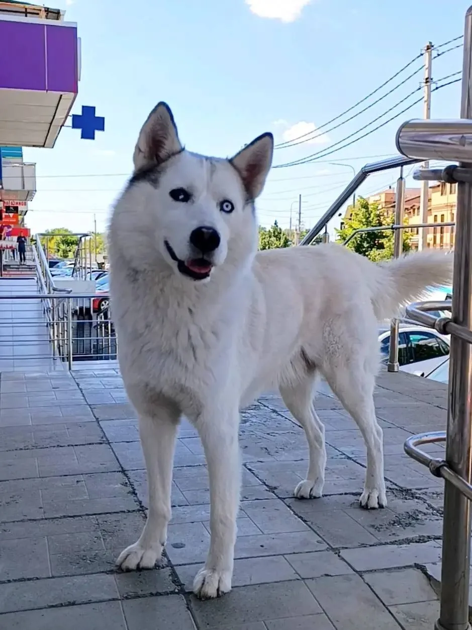 🐕 #потеряшкишанхая

Здравствуйте. Сбежал метис хаски-лайки, бегает по району, в последний раз видел