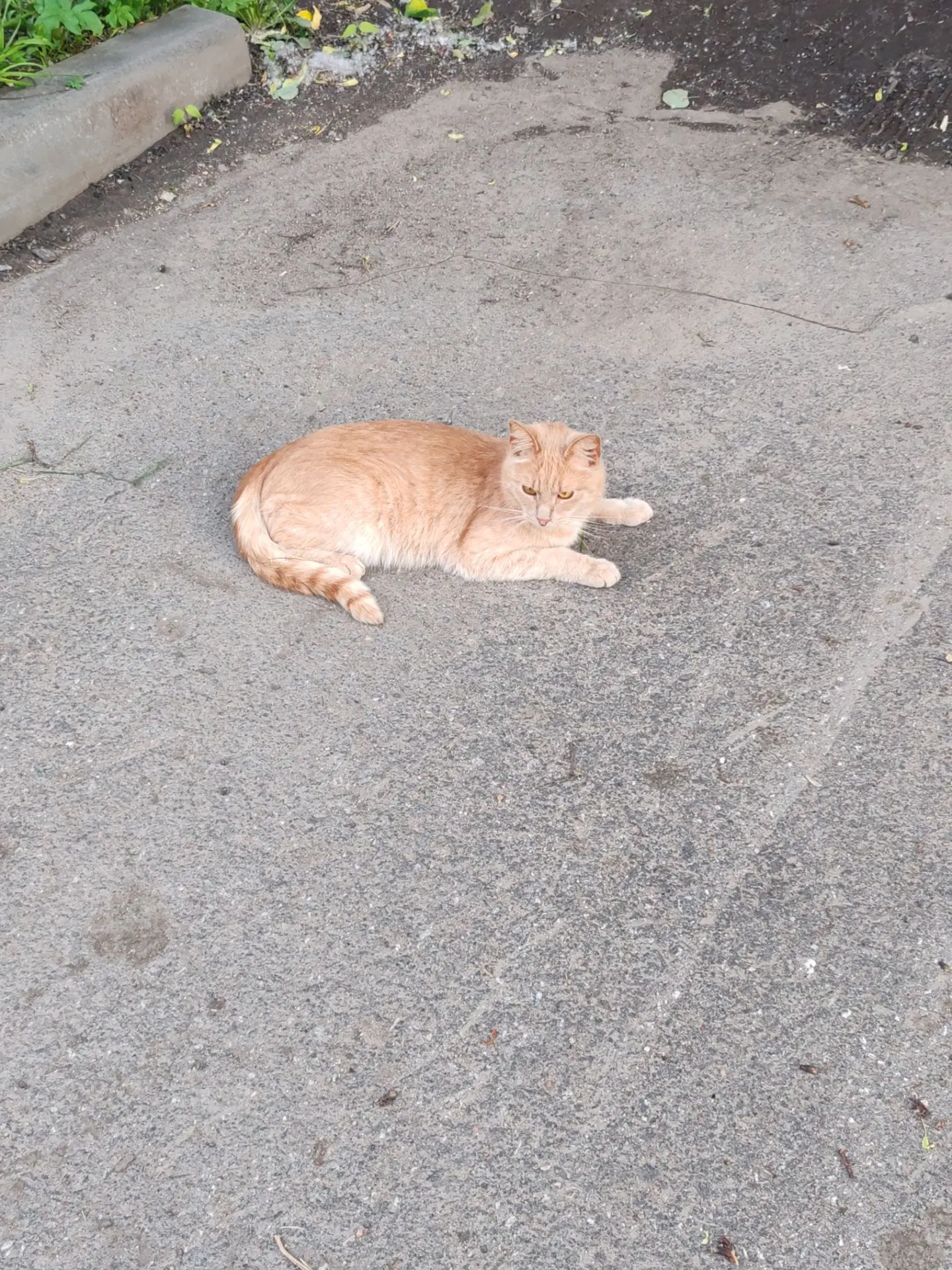 Кота ни кто не терял, не дикий, ластится..