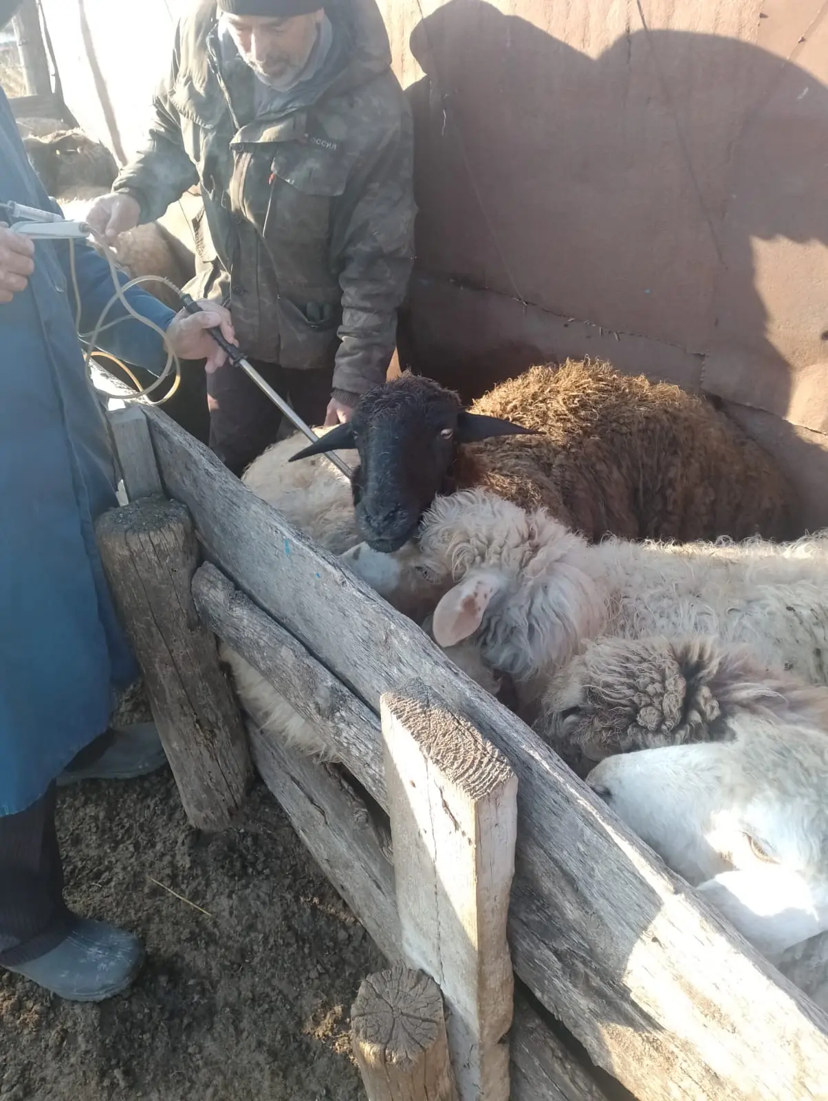 🐄🌿 В Лиманском районе продолжаются плановые весенние ветеринарные мероприятия 🌿🐑

ГБУ АО «Лиманс