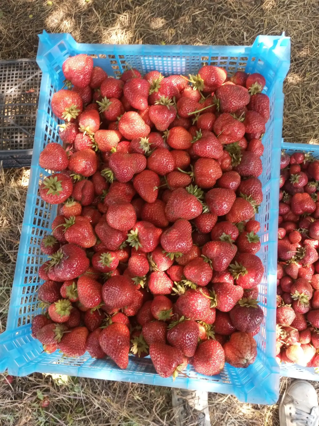 Сегодня зачищаем поле с клубникой Цена 400р/кг Клубника сладкая
