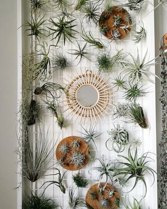 Картина из тилландсий 😍 Красота размещения! 👍