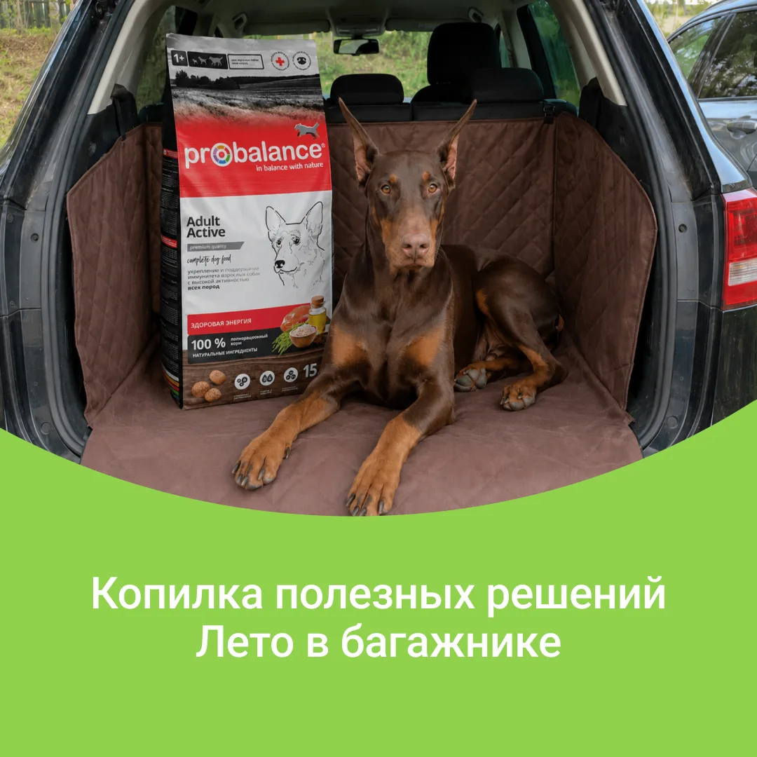 Копилка полезных решений 😎
Лето в багажнике или как активной собаке не растерять энергию в сезон по