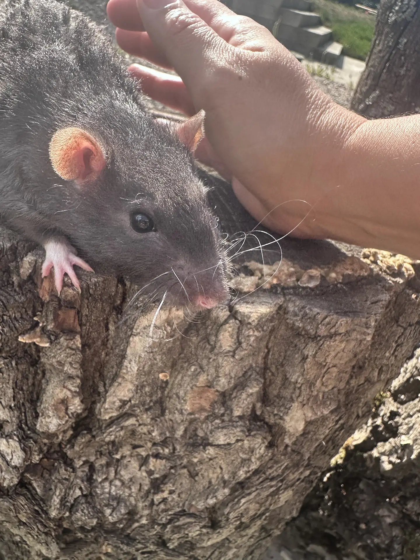 🐀 КрысТ-тракторЫсТ 

Погуляли с крысиком) 
Такие нежные они, эти домашние ручные крыски… 🤎 Совсем 