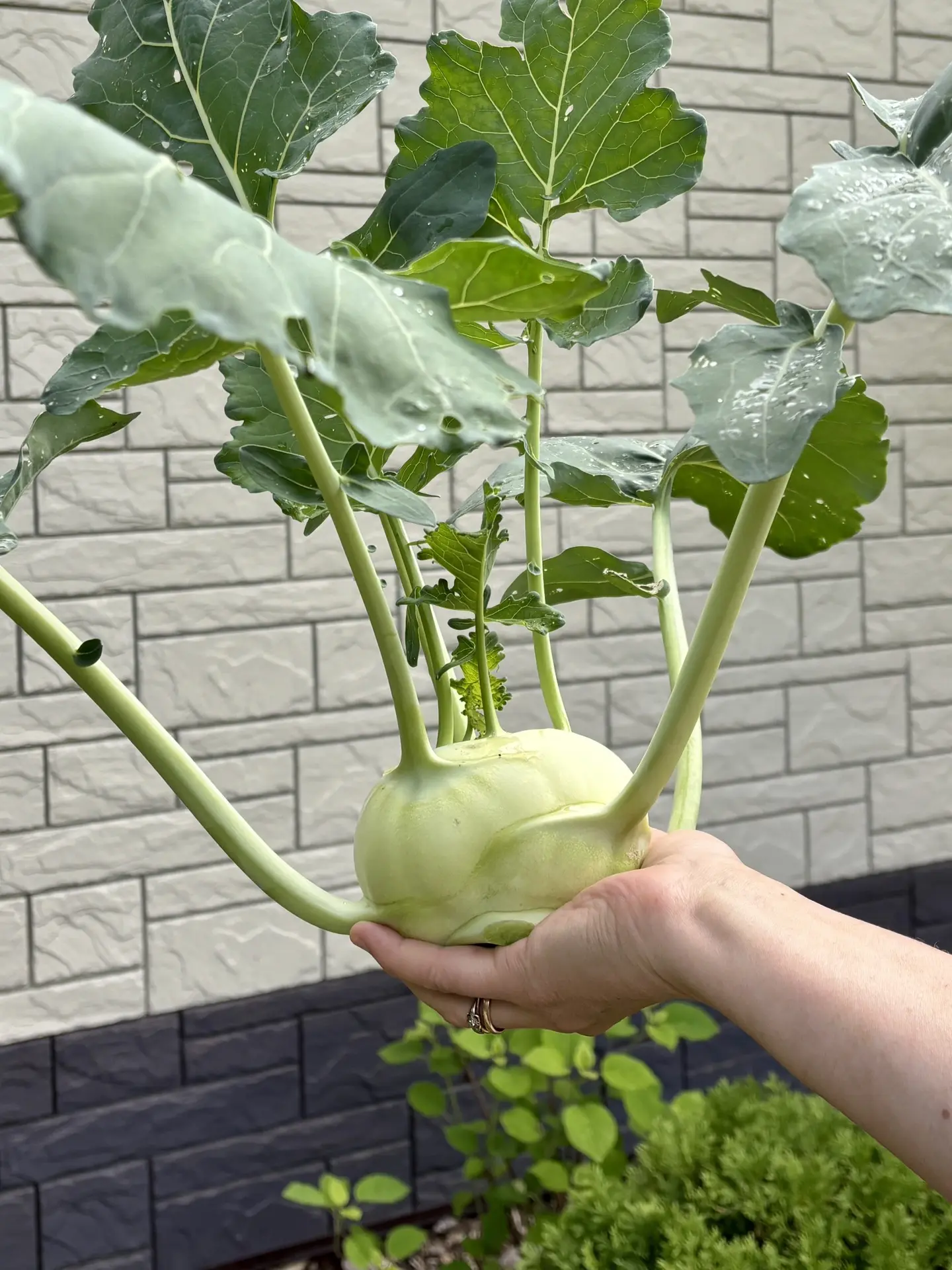 Урожай 🥬🥬🥬
Кольраби, уже пятую срезаю. Очень вкусная 👍