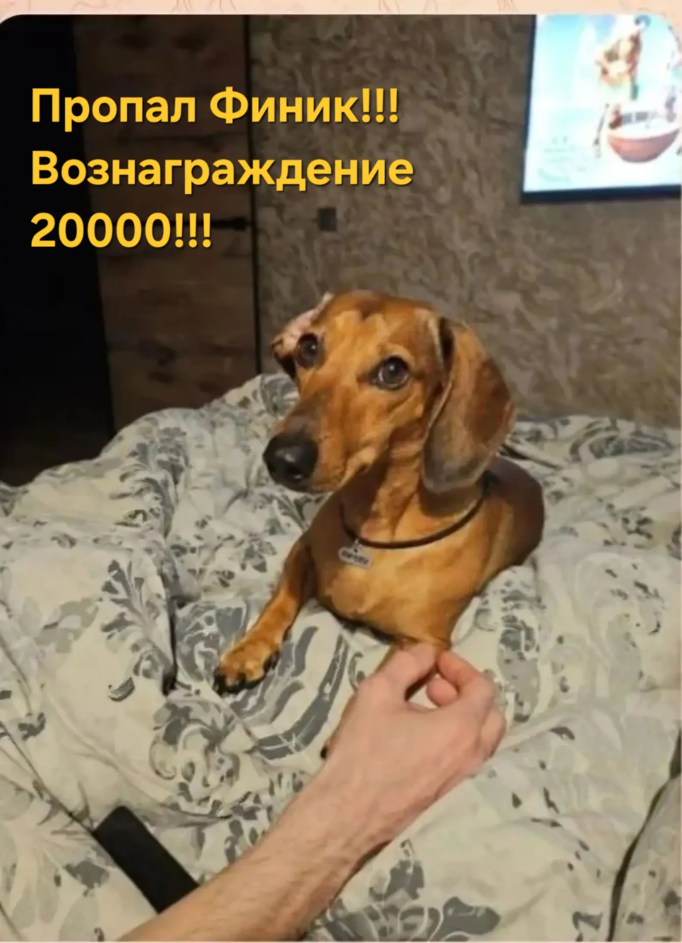 Всем здравствуйте! Примерно неделю назад видели собачку, похожую очень, в районе Черепановской. Все,