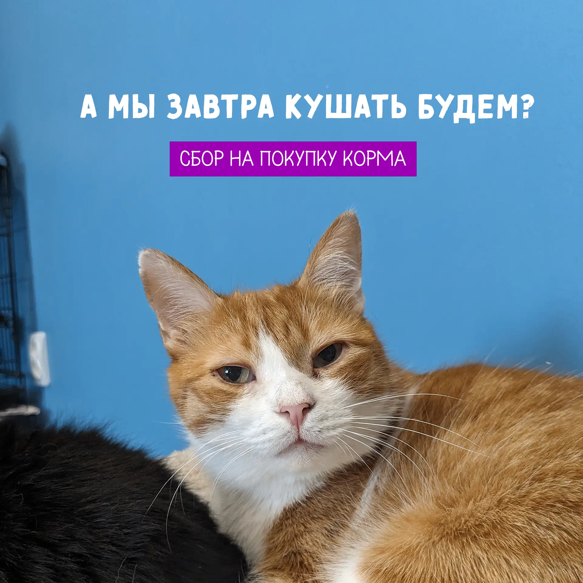 Начинаем с опозданием кормовой сбор!
Котики хотят кушать каждый день, без пропусков, выходных и тем 