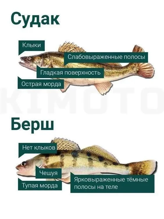 Разница между двумя рыбами. 🎣🔥Не ошибитесь.

Подпишись -  https://max.ru/id532118361209_biz
