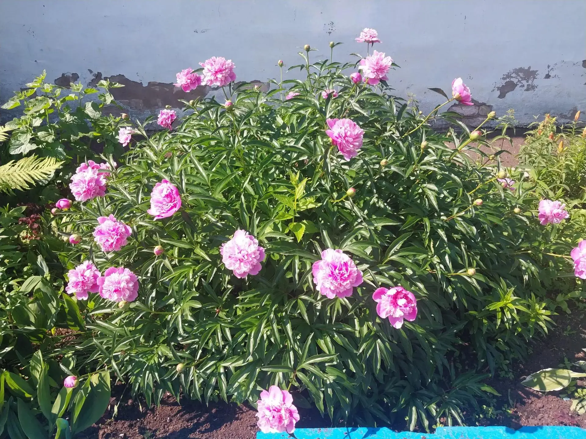🌼 Радость в простых моментах 🌼
Знаете, что стало главным событием этой недели? Цветение пионов на 