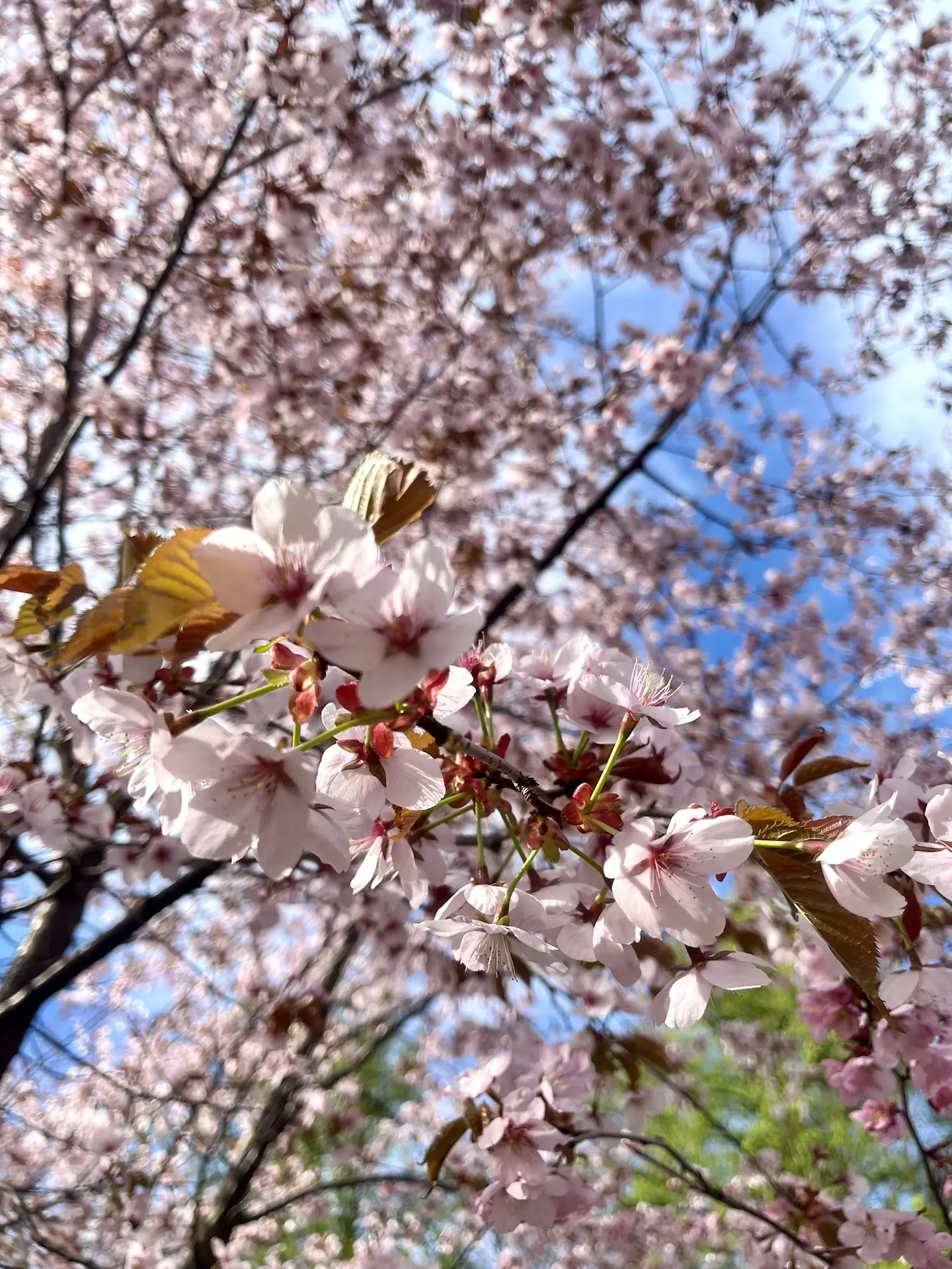 Прекрасное рядом. В Петербурге активно цветет сакура🌸
Ежегодно я стараюсь не пропустить ханами (люб