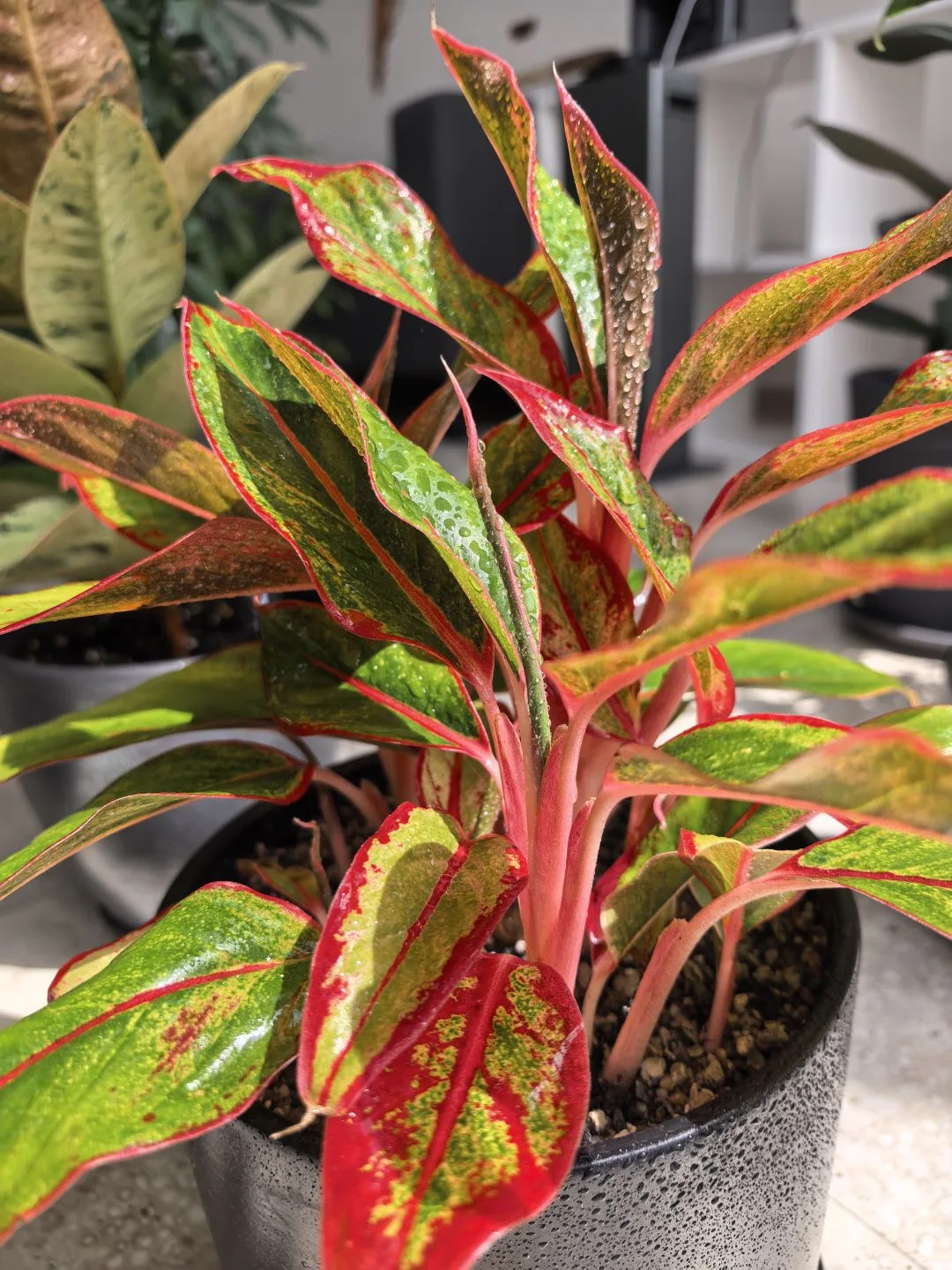 Аглаонема Крит (Aglaonema ‘Crete’) — декоративно-лиственное комнатное растение из семейства ароидных