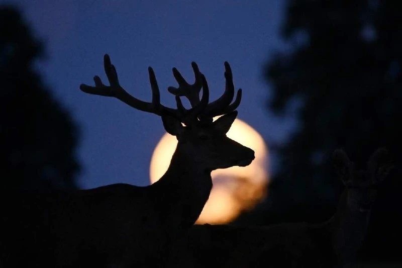 🌑🦌Сегодня ночью над городом взойдет «Оленья Луна»

Июльское полнолуние имеет много названий. Его н