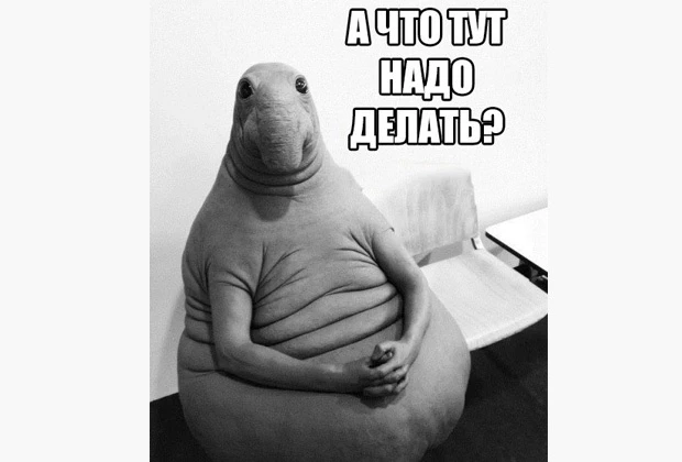 Ждать 🤷‍♂️
