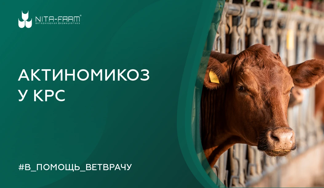 Актиномикоз у КРС — это хроническое инфекционное заболевание, вызываемое актиномицетами — ветвящимис