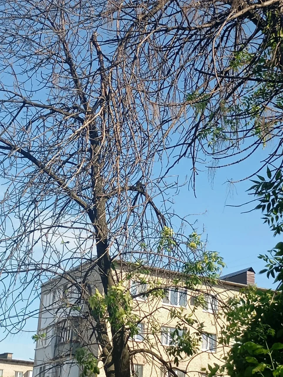 Жители Новокуйбышевска сообщили, что в городе можно встретить несколько сухих деревьев

Например у д