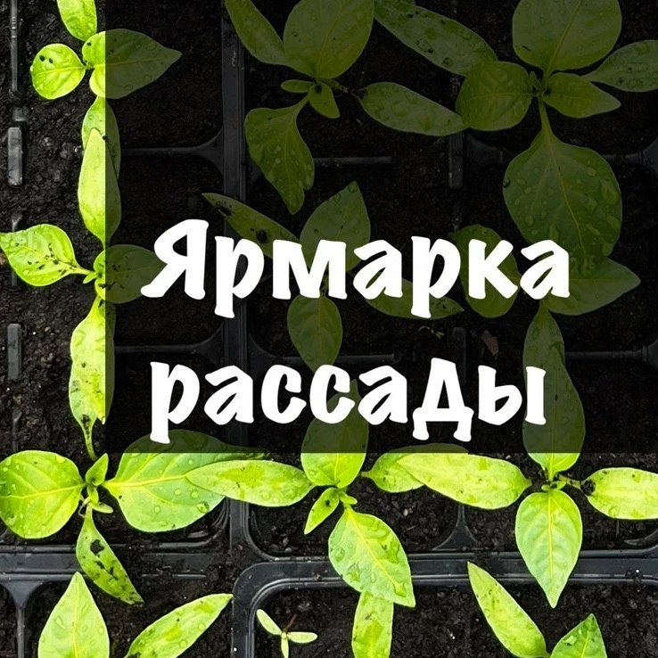 Дорогие жители!!!

Приглашаем вас на нашу школьную ярмарку рассады!
📅 Дата и время: 25 мая в 10:00.