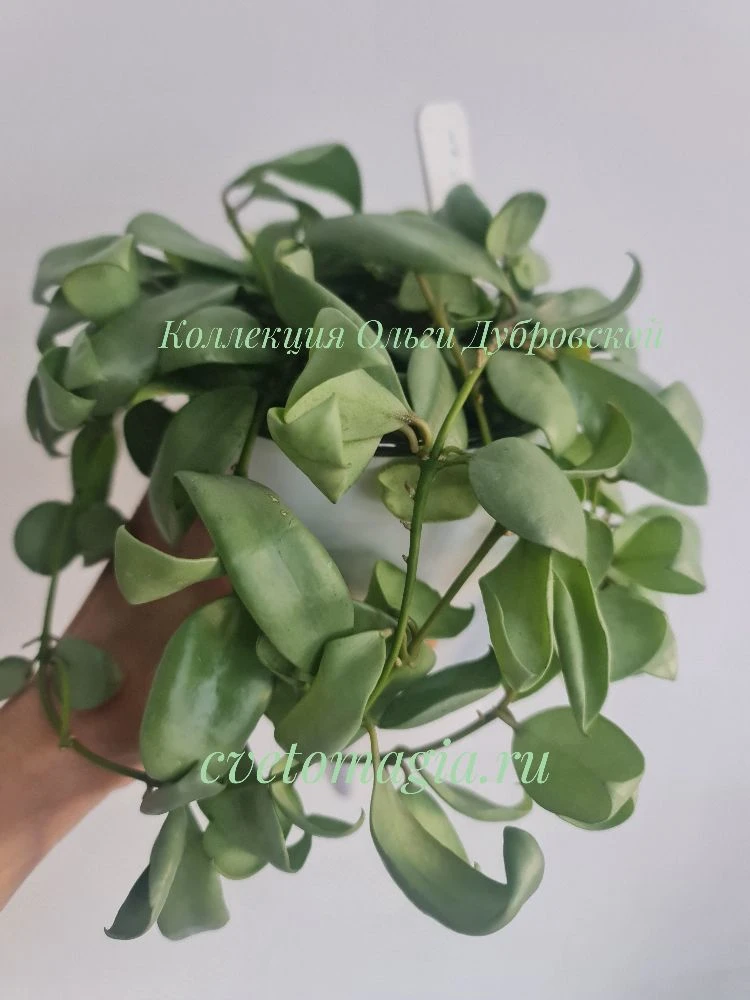А вот это растение - Hoya lacunosa Louisa silver (хойя лакуноза луиза сильвер), не оставит равнодушн