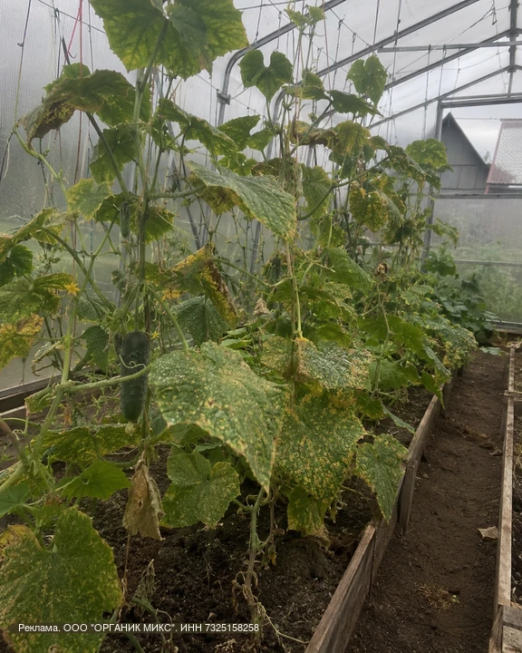 🥒Я чуть не потеряла весь урожай огурцов

Так выглядела наша теплица после нашествия паутинного клещ