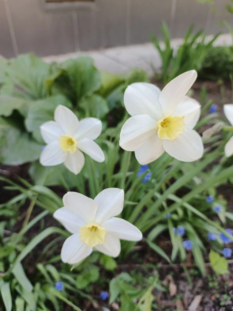 🌷 Первоцветы на радость детям!
На участках нашего детского сада расцвели первые весенние цветы! 🌼

