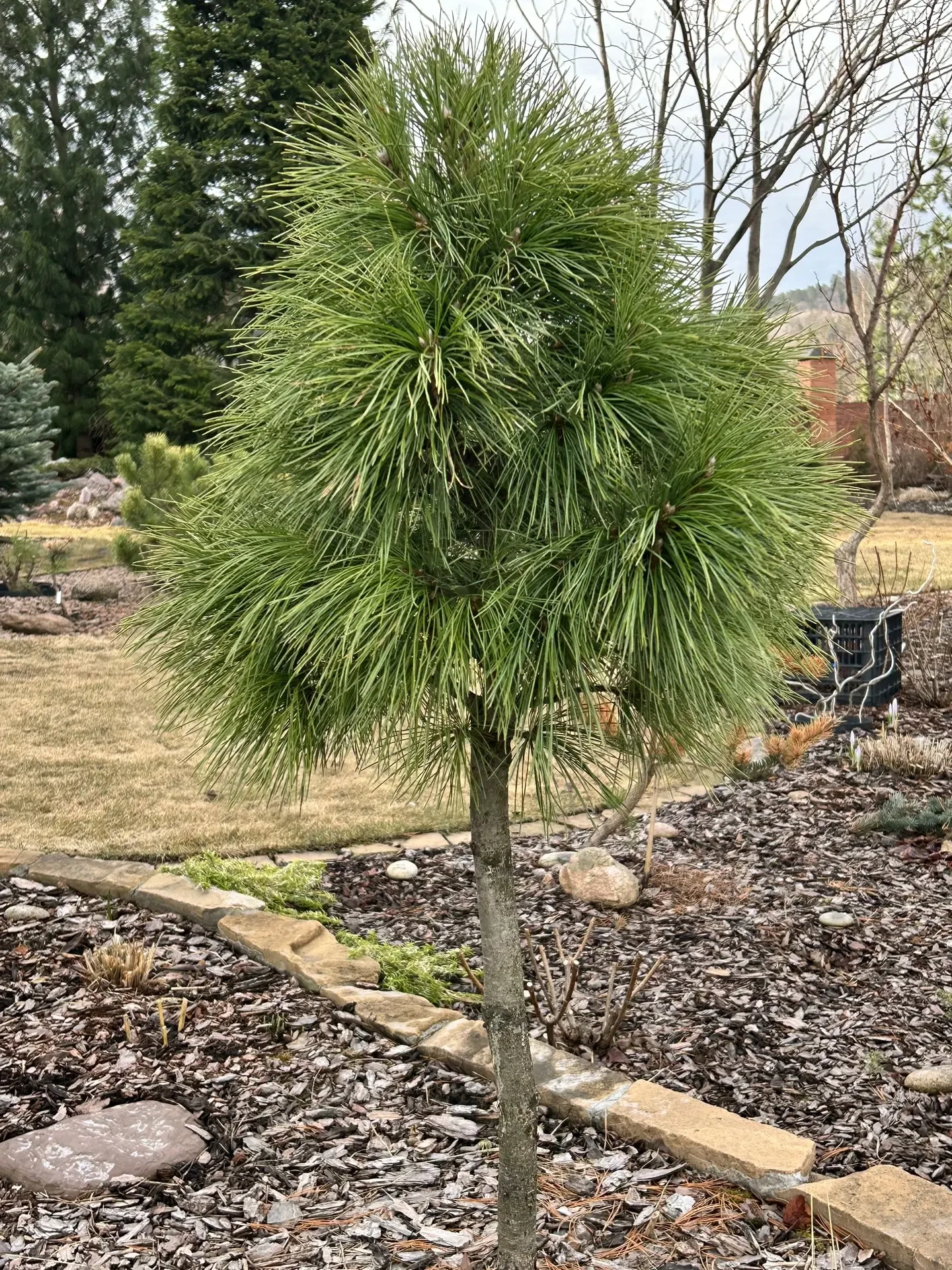 Pinus sibirica 'Ideal'
Сосна кедровая сибирская

Красноярск
Возраст: более 6 лет
Оригинатор: С.Н.Гор