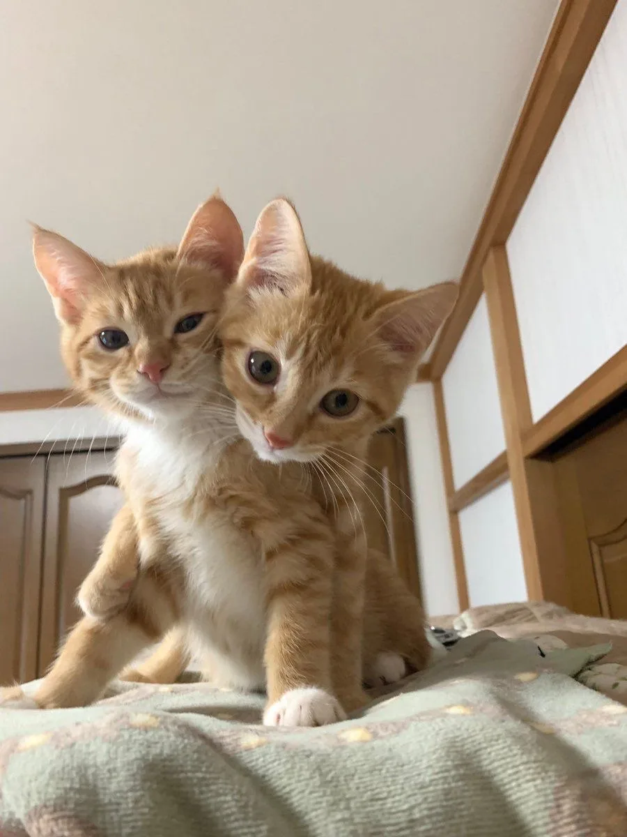 Котическая иллюзия?