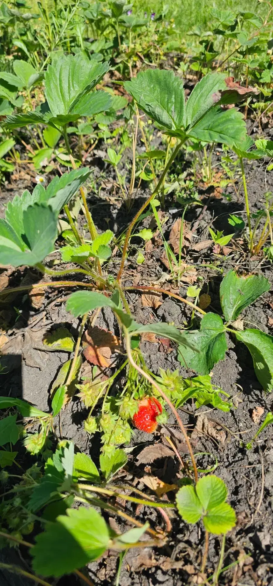 Летние радости на нашей грядке! 🍓
Сегодня наши воспитанники превратились в настоящих садоводов. Дет