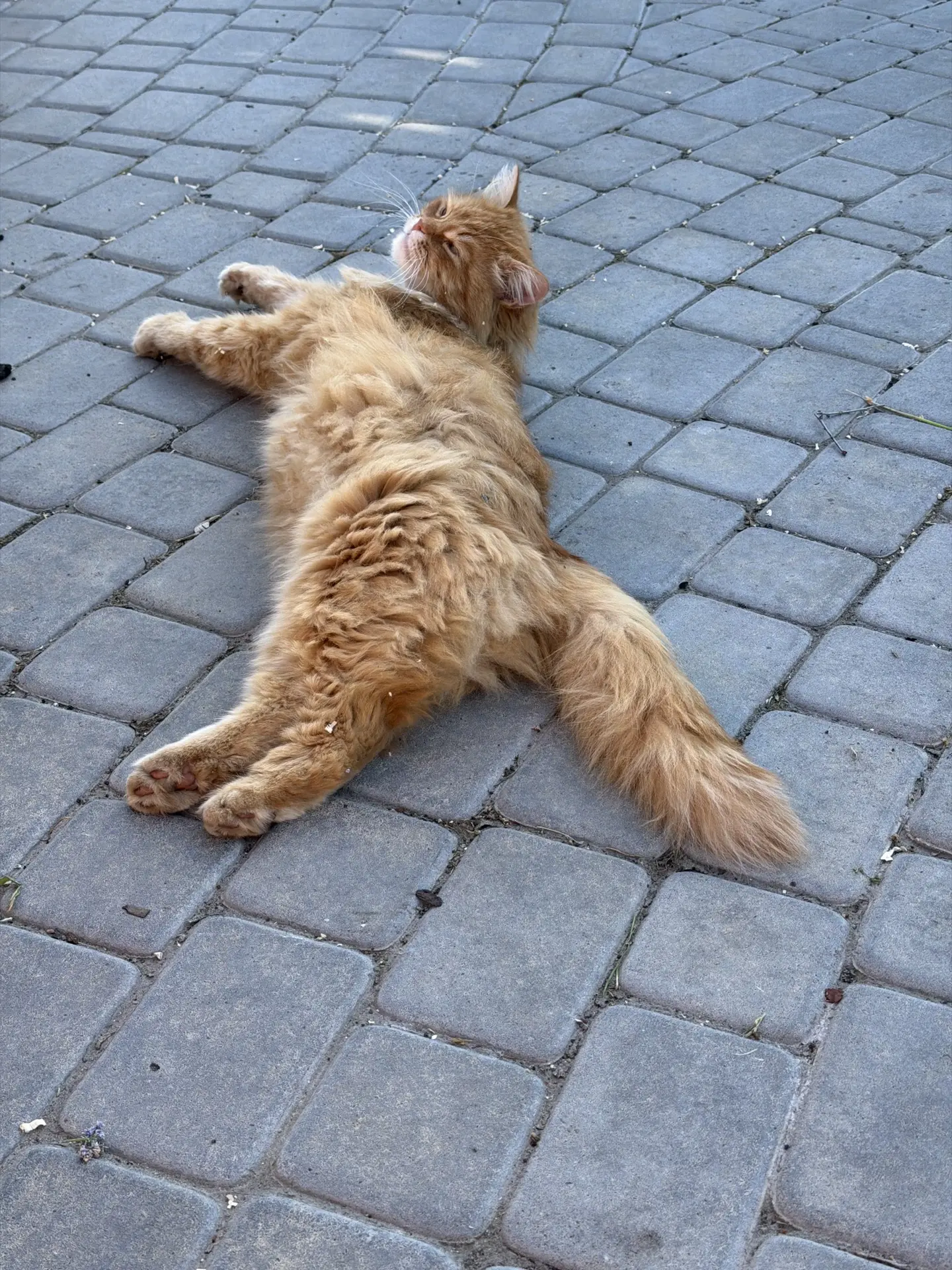 Так , это точно самый грязный участок в саду? Прекрасно, тут и прилягу, покатаюсь по полу 😼😼😼