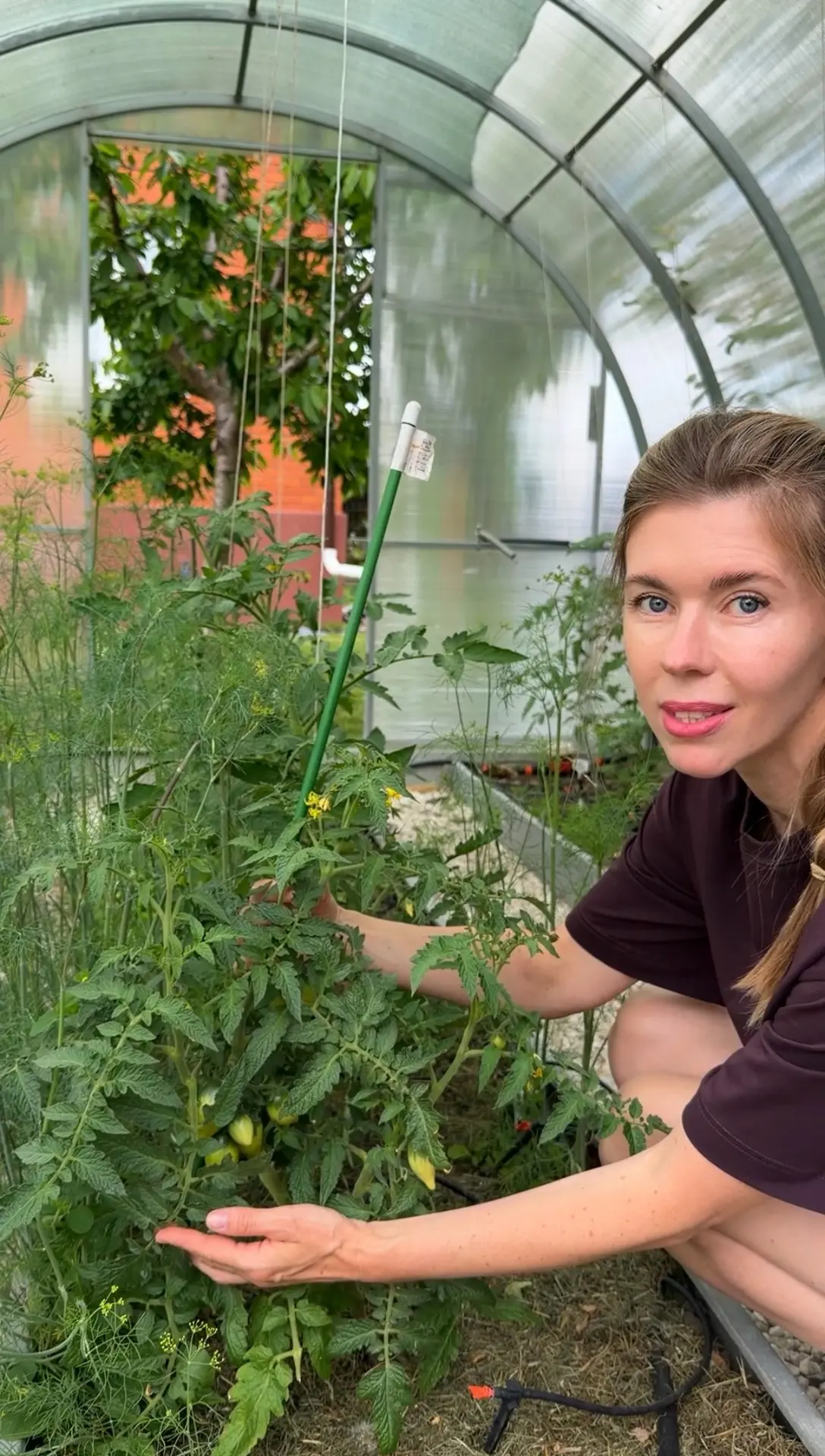 Жирование томатов, которого все боятся, но никто не видел 🍅

Каждый год одно и то же, начинается ле
