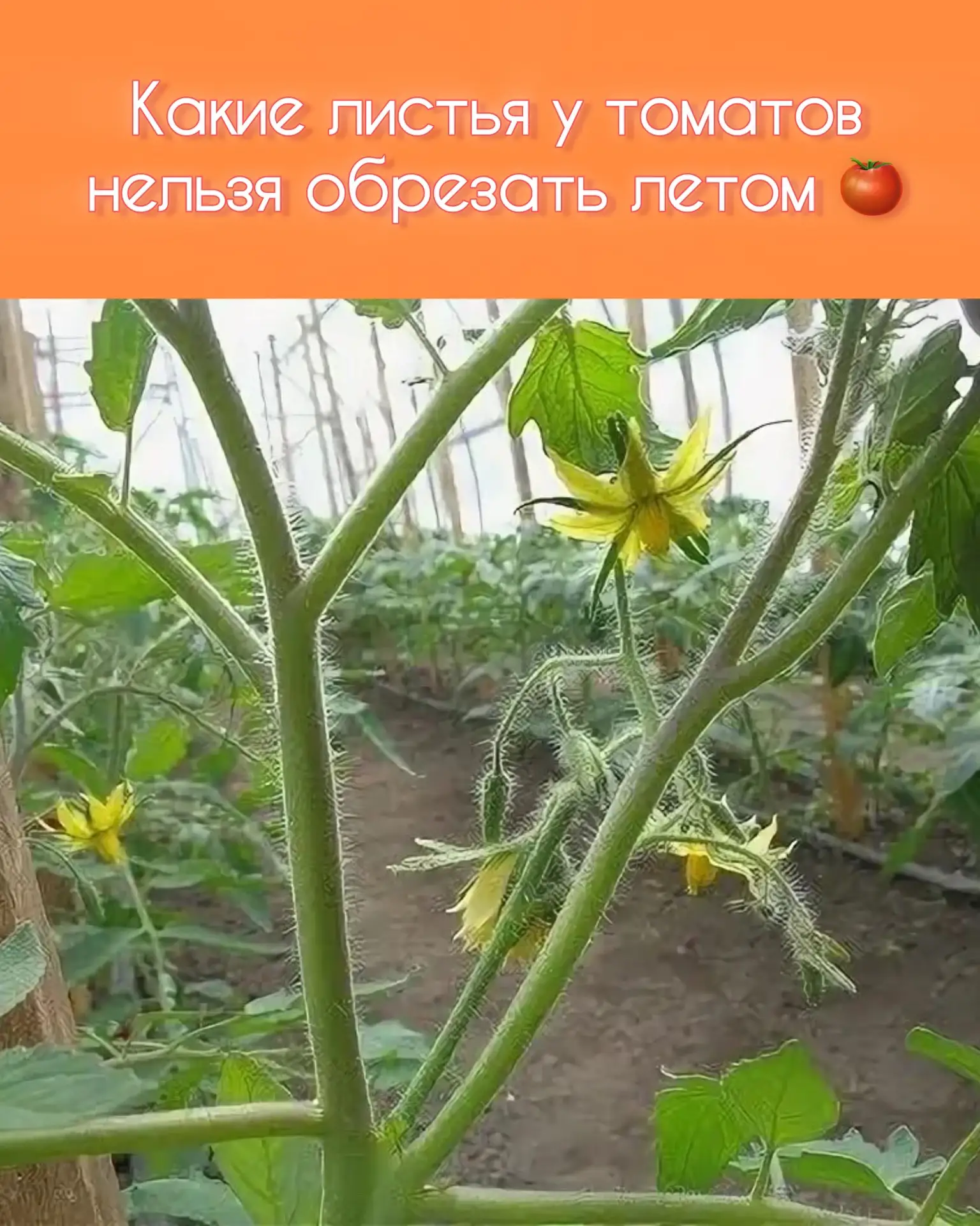 Какие листья у томатов нельзя обрезать летом: сохраняем урожай и здоровье куста

Лето — время активн