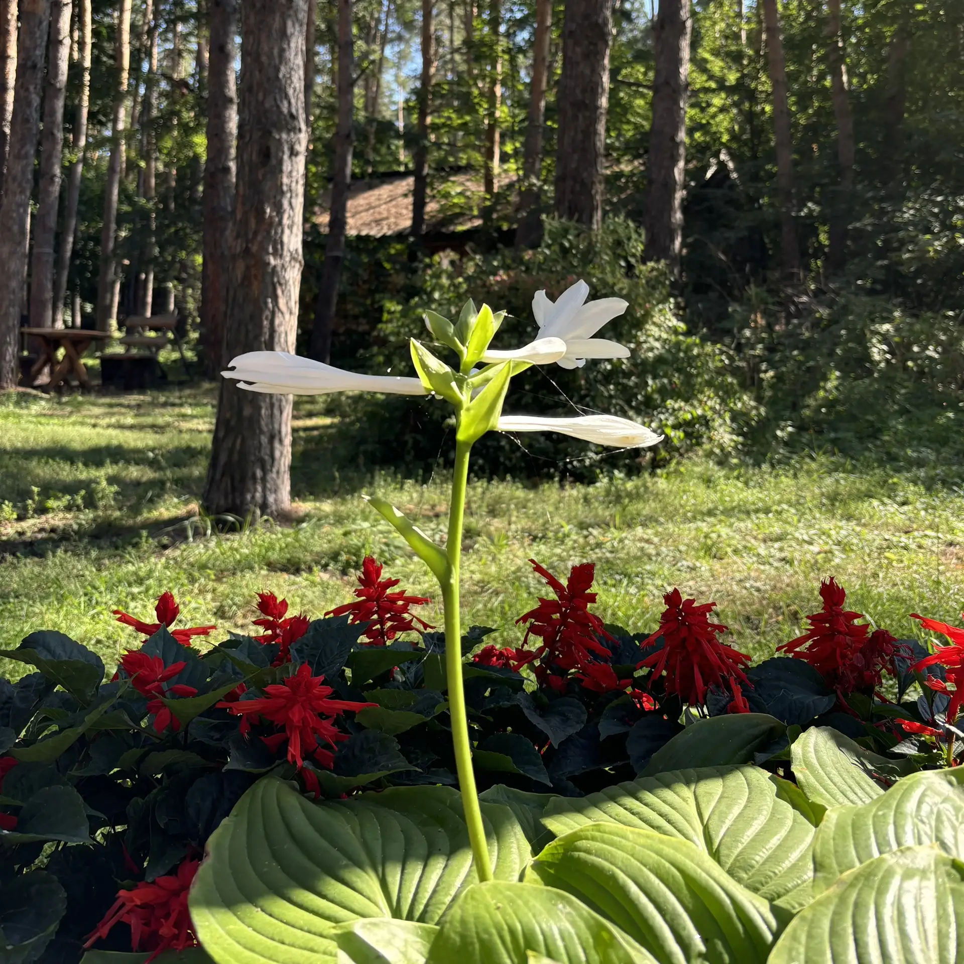 ☀️ С первым днём лета! Пусть эти три месяца будут наполнены солнцем, теплом, улыбками и незабываемым