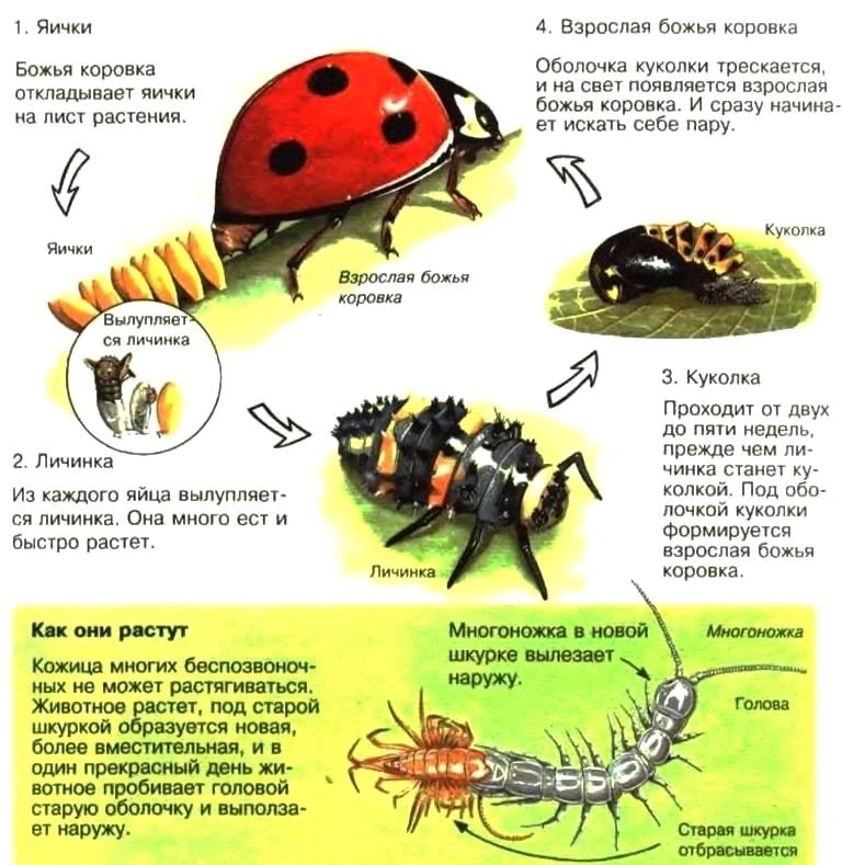 🐞 Ждём солнышко вместе с «Улыбкой»! 🌿
Несмотря на дождик за окном, ребята из группы «Улыбка» очень
