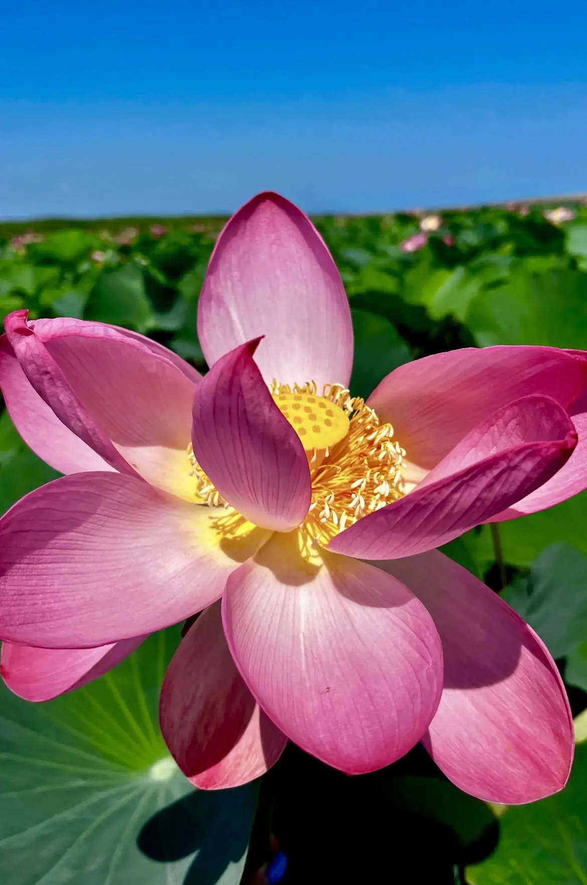 🌸 ЛОТОСЫ И МОРЕ
Однодневный тур: Долина лотосов – Голубицкая


СТОИМОСТЬ ТУРА: 2 800 ₽ с человека
(