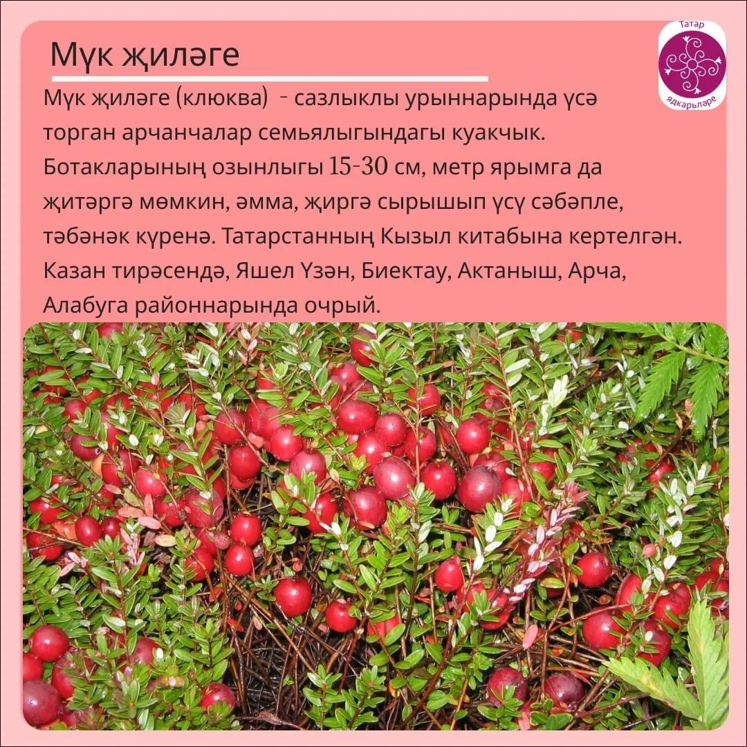 Мүк җиләге (клюква)  - арчанчалар семьялыгына керә торган, Төньяк ярымшарның сазлыклы урыннарында үс