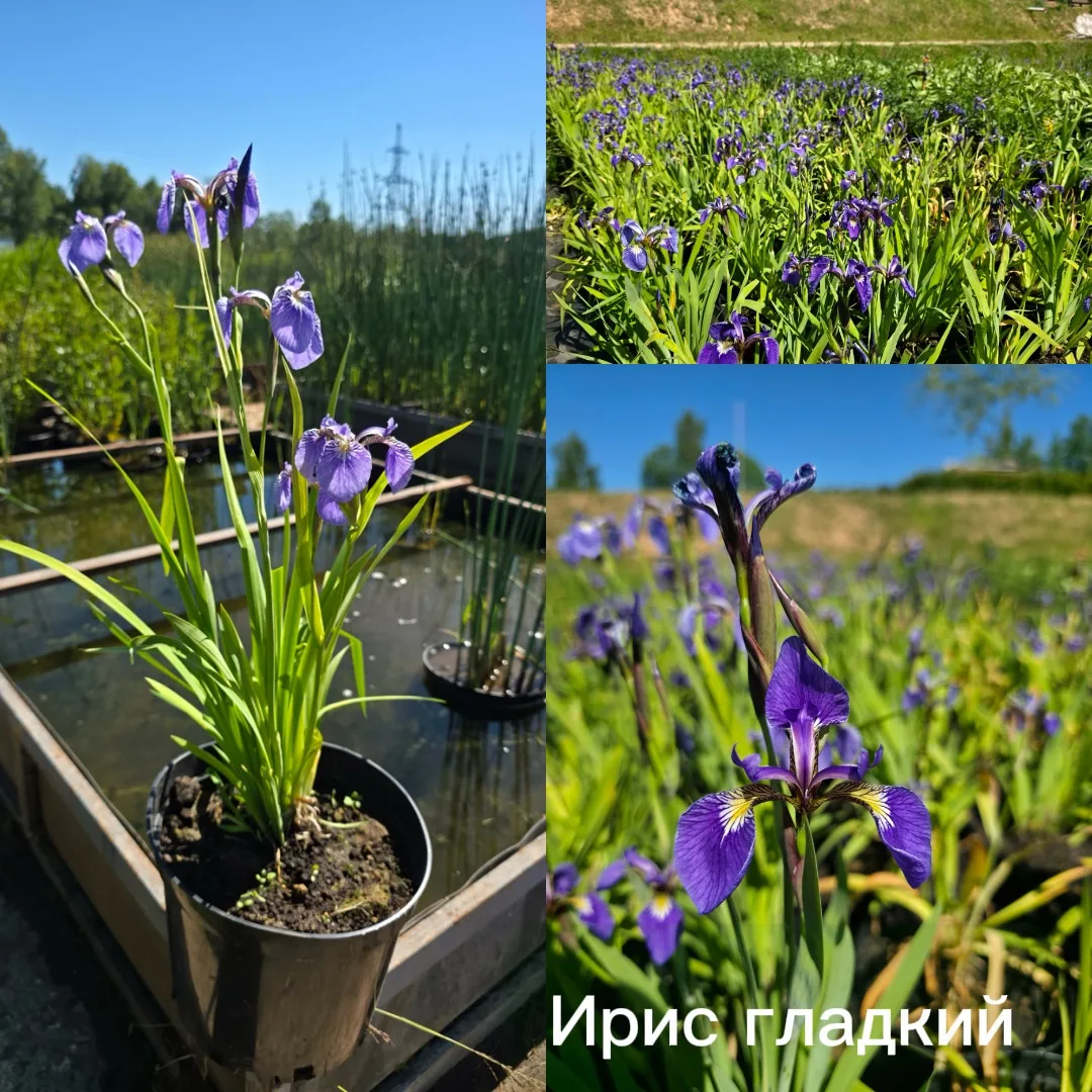 🌺Пора сажать ИРИСЫ!

Великолепные ирисы 
поражают воображение, когда распускаются все вместе. Вы мо