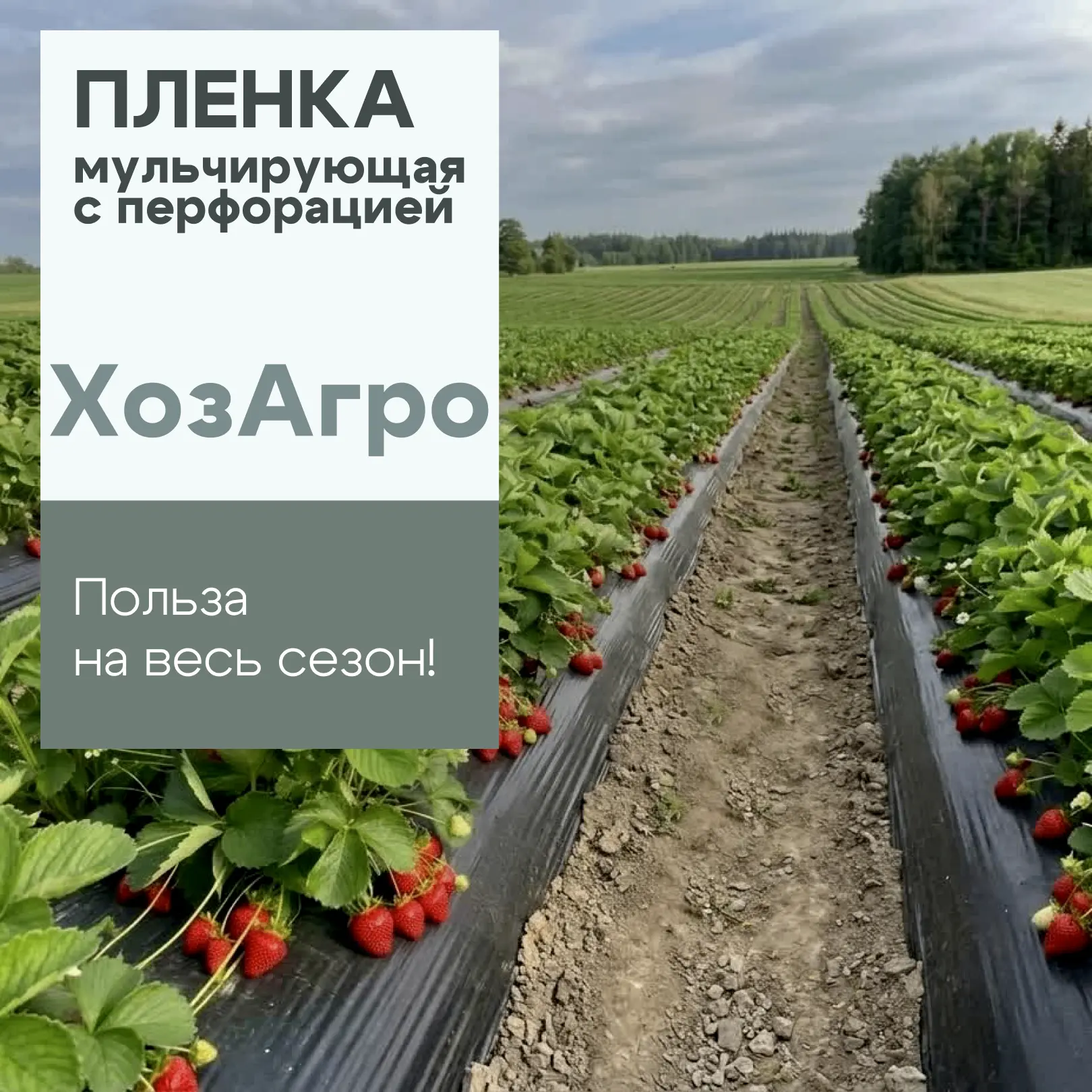 Мульчирующая плёнка с перфорацией - готовый продукт с высоким спросом🍓

✅ Пленка черная и чёрно-бел