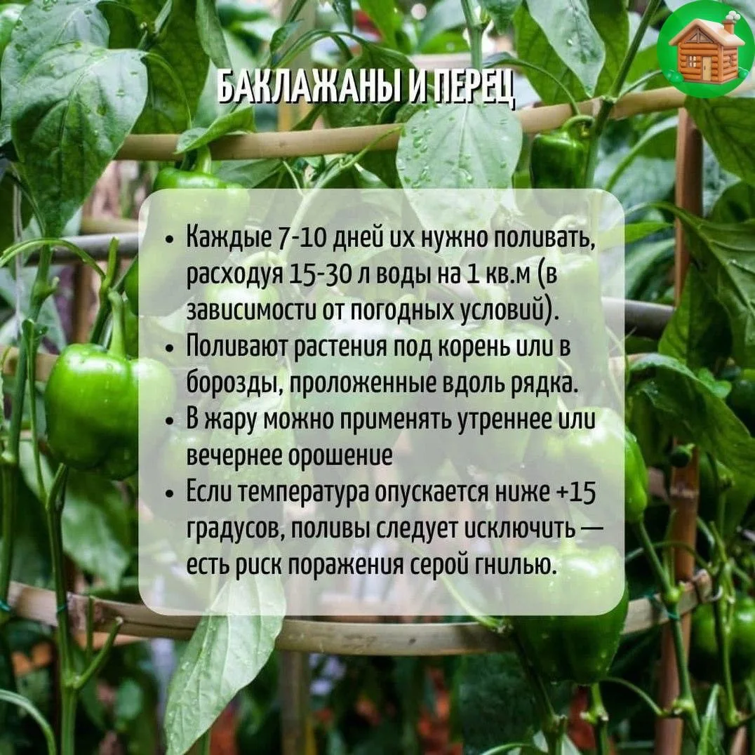 Правила полива овощей
Берём на заметку 📝 

🏡 Уютная дача