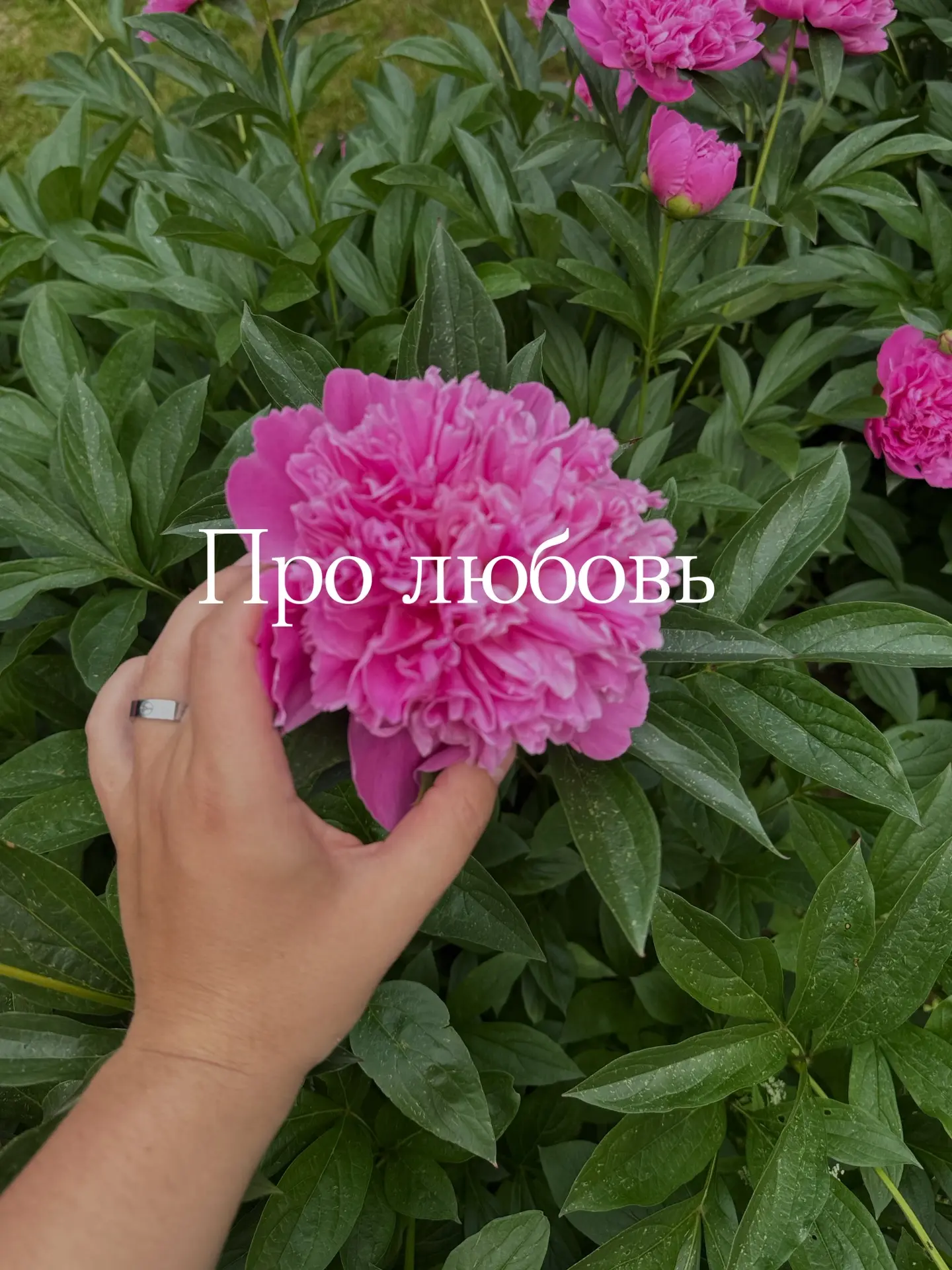 Суббота, пионы и любовь