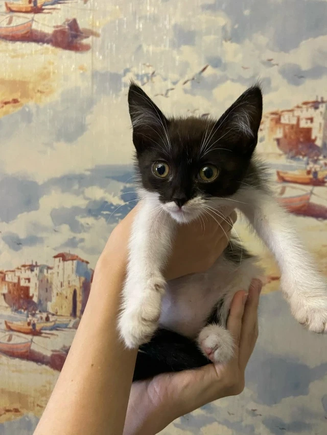 🐱 В районе «Голубя» нашли котёнка

Кошечка выглядела неухоженной, была грязной и в колючках. Её на 